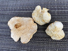 Hydnum alboaurantiacum