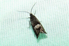 Sereda tautana
