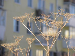 Tracheophyta