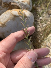 Lolium multiflorum × perenne