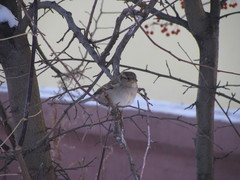 Passer domesticus