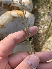 Lolium multiflorum × perenne