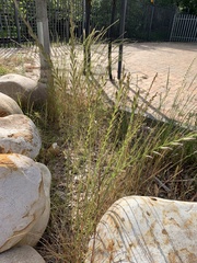 Lolium multiflorum × perenne
