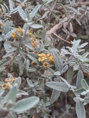 Buddleja mendozensis