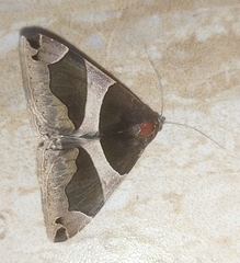 Dysgonia algira