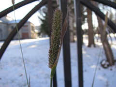 Phleum pratense