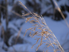 Bromus inermis