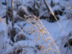 Bromus inermis