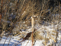 Typha latifolia