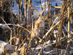 Typha latifolia