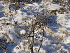 Tracheophyta