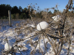 Tracheophyta