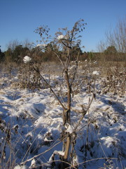 Tracheophyta