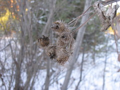 Arctium tomentosum