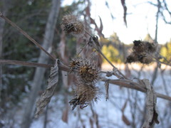 Arctium tomentosum