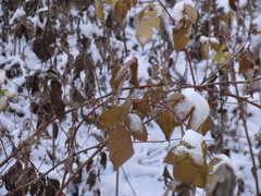 Rubus idaeus