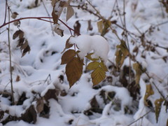 Rubus idaeus