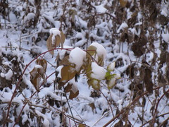 Rubus idaeus