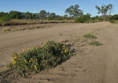 Crotalaria novae-hollandiae