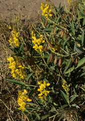 Crotalaria novae-hollandiae