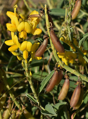 Crotalaria novae-hollandiae