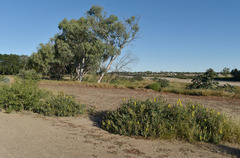 Crotalaria novae-hollandiae