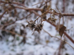 Rubus idaeus