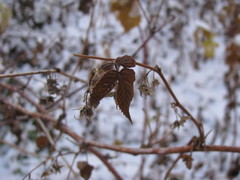 Rubus idaeus
