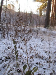 Scrophularia nodosa