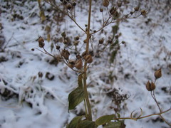 Scrophularia nodosa