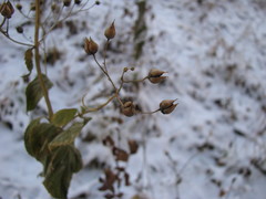 Scrophularia nodosa