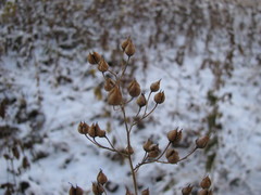 Scrophularia nodosa