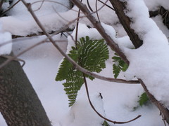 Dryopteris carthusiana