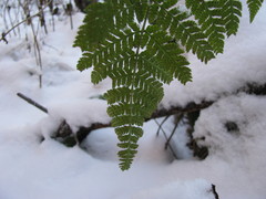 Dryopteris carthusiana