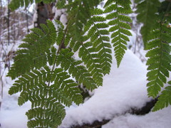 Dryopteris carthusiana