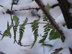 Dryopteris carthusiana