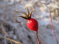 Rosa majalis