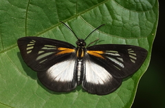 Cabirus procas