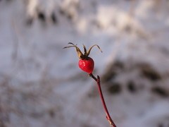 Rosa majalis