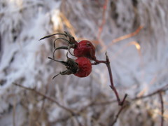 Rosa majalis