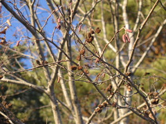 Alnus incana
