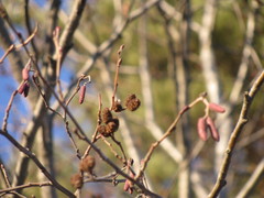 Alnus incana