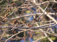 Alnus incana