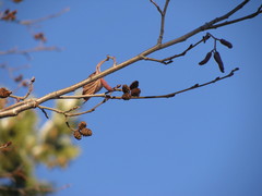 Alnus incana