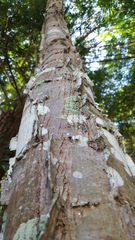 Piptadenia gonoacantha