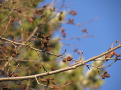 Alnus incana