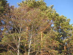 Alnus incana