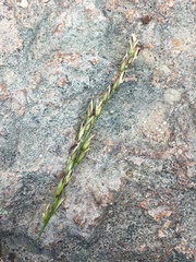 Melica imperfecta