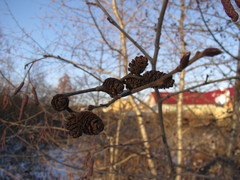Alnus incana