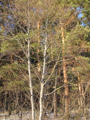 Alnus incana
